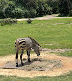 Disney's Animal Kingdom Theme Park