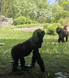 Disney's Animal Kingdom Theme Park