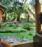 Disney's Animal Kingdom Theme Park