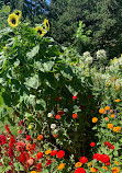 Alexander Muir Memorial Gardens