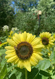 Alexander Muir Memorial Gardens