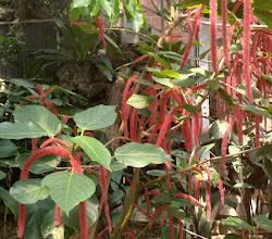 Botanical Garden and Botanical Museum