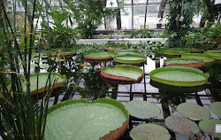 Botanical Garden and Botanical Museum