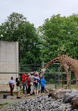 Masai Giraffe Exhibit