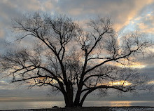 Coronation Park Rock Beach