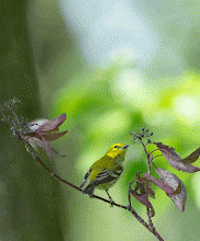 Tommy Thompson Park Naturzentrum