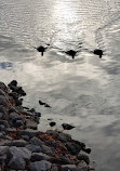 Whimbrel Point