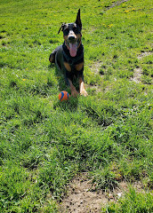 Parc à chiens Jack Darling