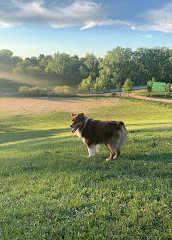 Parc à chiens Jack Darling