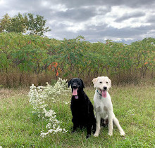 Parc à chiens Jack Darling