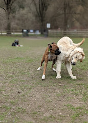 Sunnybrook Dog Park