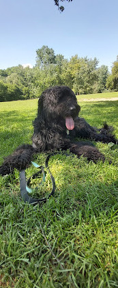 Sunnybrook Dog Park