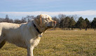 Sunnybrook Dog Park