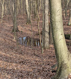 Greenbelt Nature Center