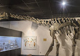 BYU Museum of Paleontology