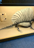 BYU Museum of Paleontology