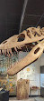 BYU Museum of Paleontology