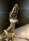 BYU Museum of Paleontology