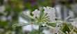 Glasgow Botanic Gardens