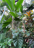 Glasgow Botanic Gardens