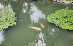 Jardín Japonés