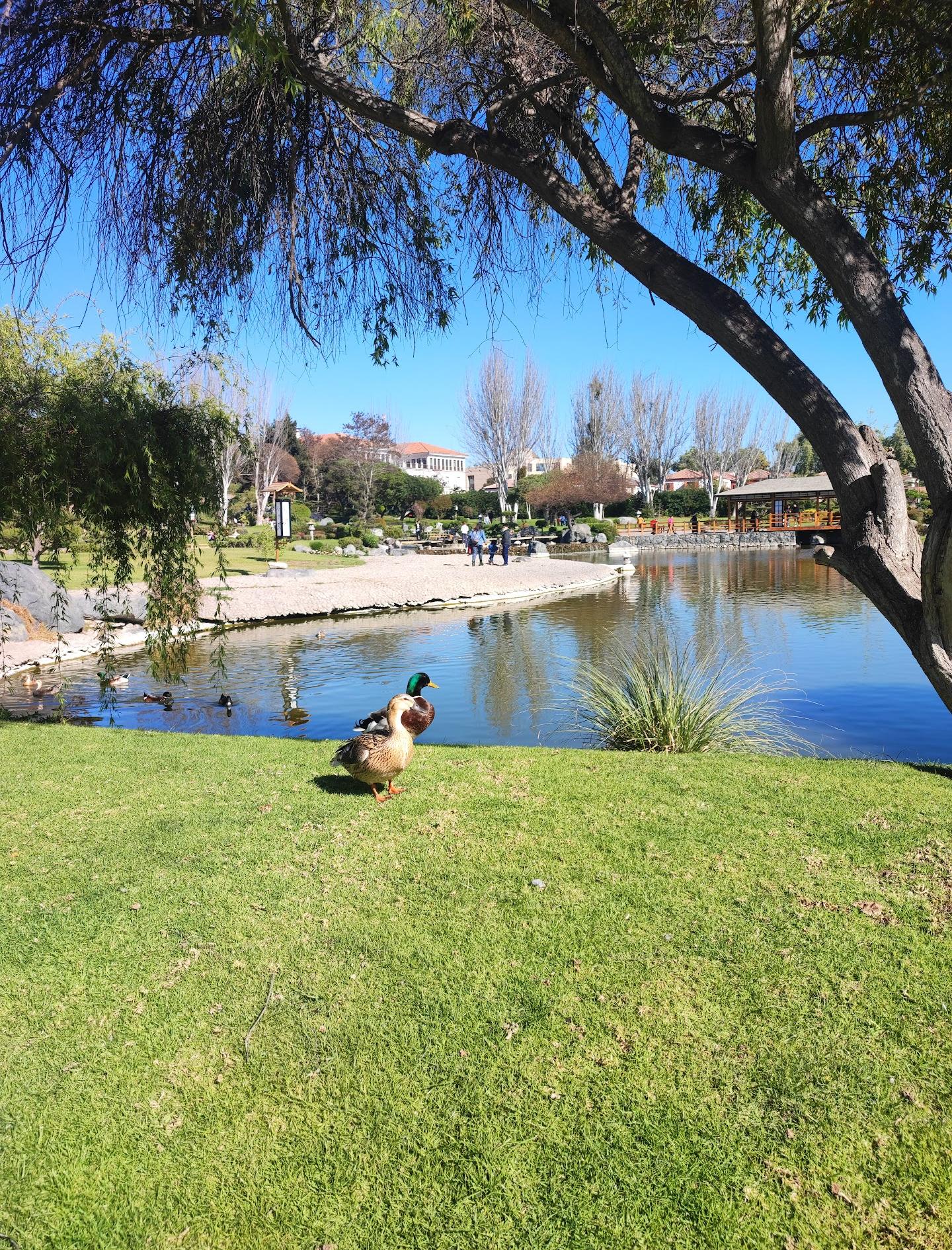 Japonés La Serena Garden