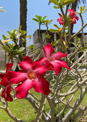 Umm Al Quwain Heritage District