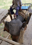 Somnuk Elephant Camp