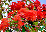 Australian Botanic Garden Mount Annan