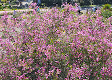 Connections Garden