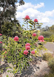 Connections Garden