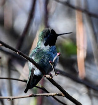 Richmond Nature Park