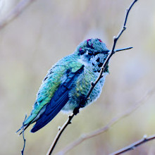 Richmond Nature Park