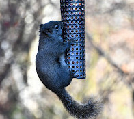 Richmond Nature Park