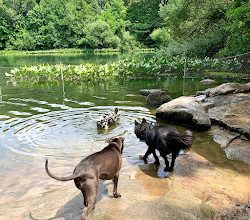 Prospect Park Dog Beach