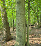 North Mount Loretto State Forest