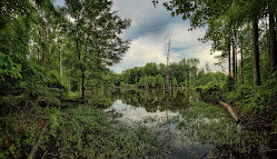 North Mount Loretto State Forest