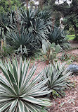 St Kilda Botanical Gardens