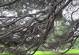 St Kilda Botanical Gardens