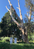 St Kilda Botanical Gardens