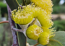 Melton Botanic Garden