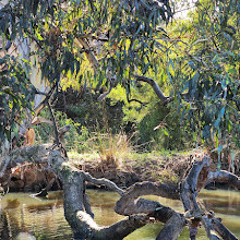 Melton Botanic Garden