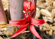 Melton Botanic Garden