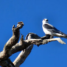 Melton Botanic Garden