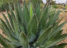 Melton Botanic Garden