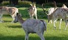 Clissold Park Deer