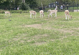 Clissold Park Deer