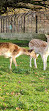 Clissold Park Deer