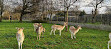 Clissold Park Deer