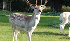 Clissold Park Deer